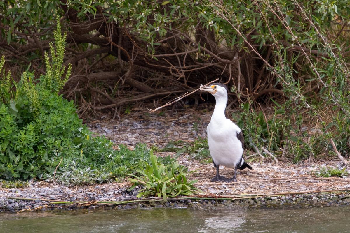 Australian Pied Cormorant, Pied Shag (Phalacrocorax varius)