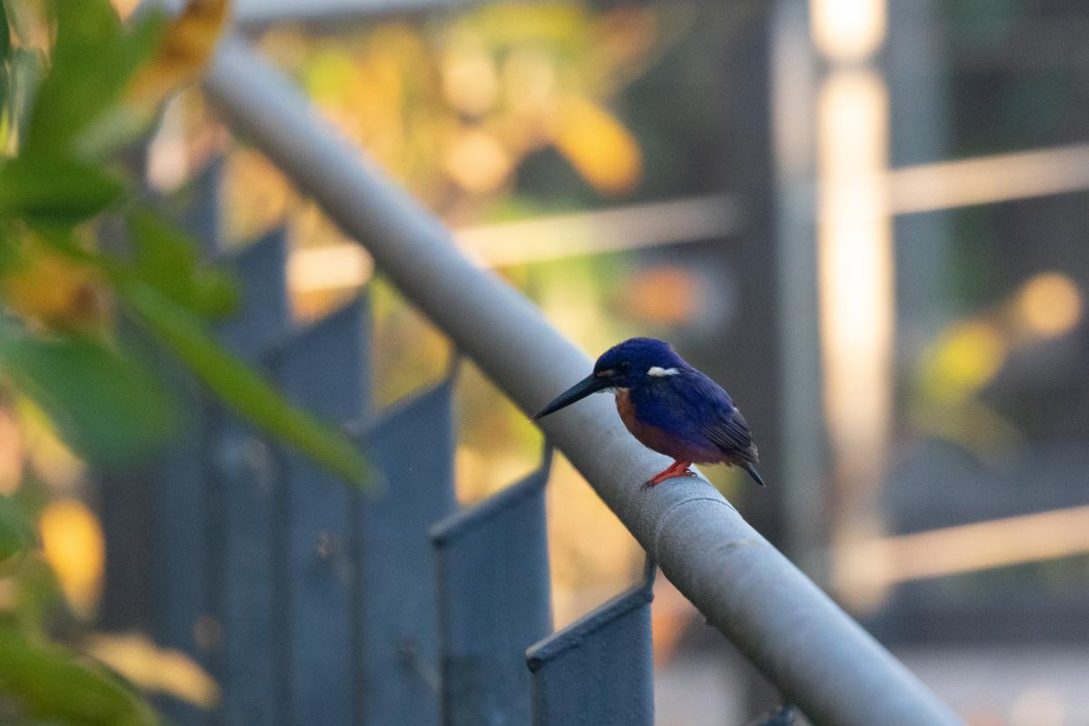 Azure Kingfisher (Alcedo azurea)