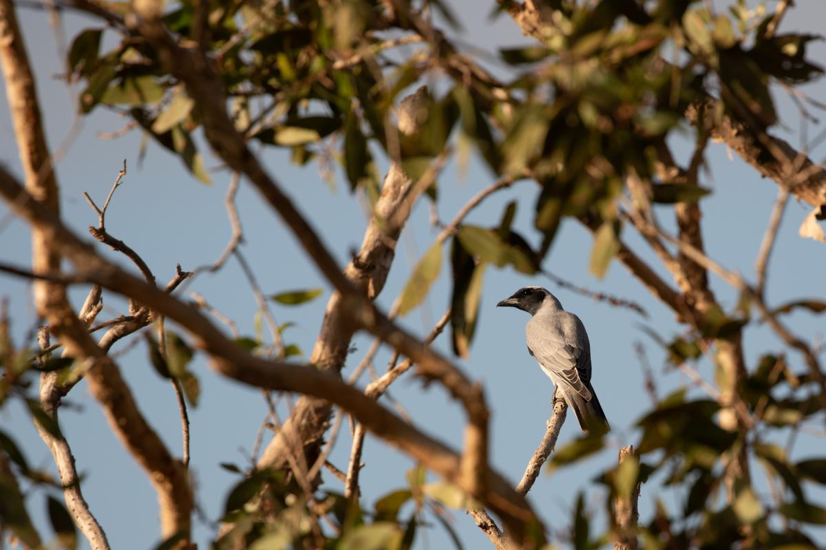 Black-faced Cuckoo-shrike (Coracina novaehollandiae)