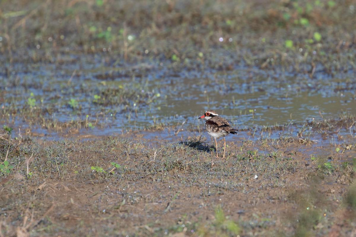 Black-fronted Dotterel (Elseyornis melanops)