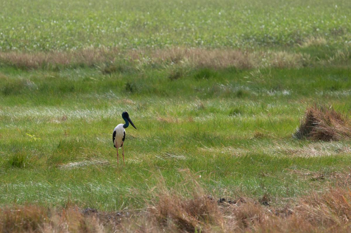 Black-necked stork (Ephippiorhynchus asiaticus)