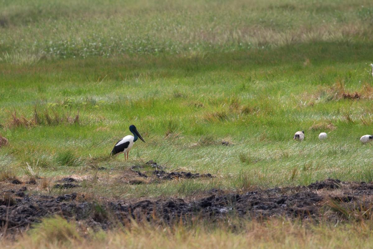 Black-necked stork (Ephippiorhynchus asiaticus)