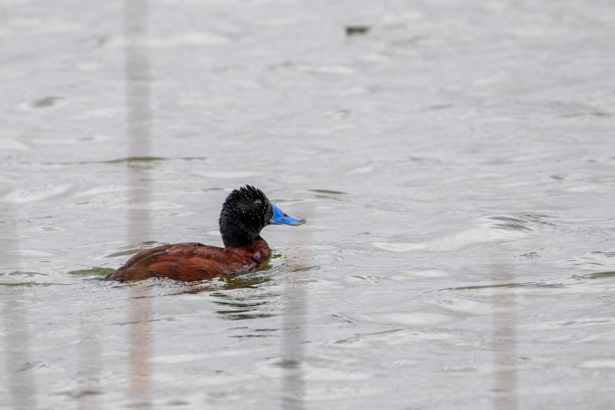 Blue-billed duck (Oxyura australis)