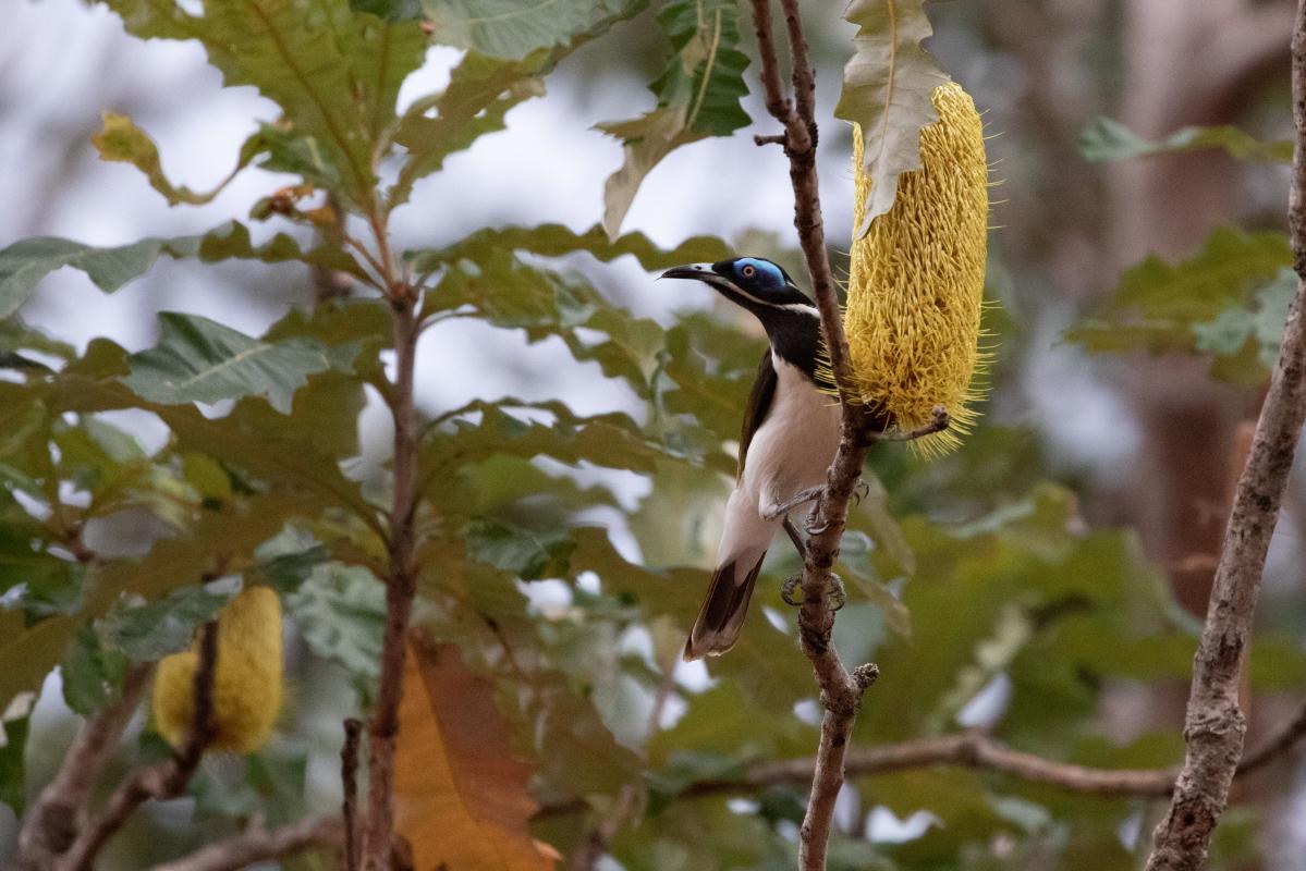 Blue-faced Honeyeater (Entomyzon cyanotis)