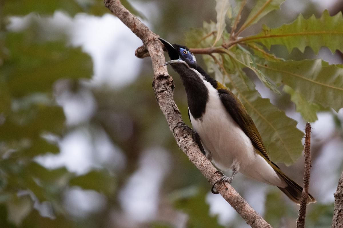 Blue-faced Honeyeater (Entomyzon cyanotis)