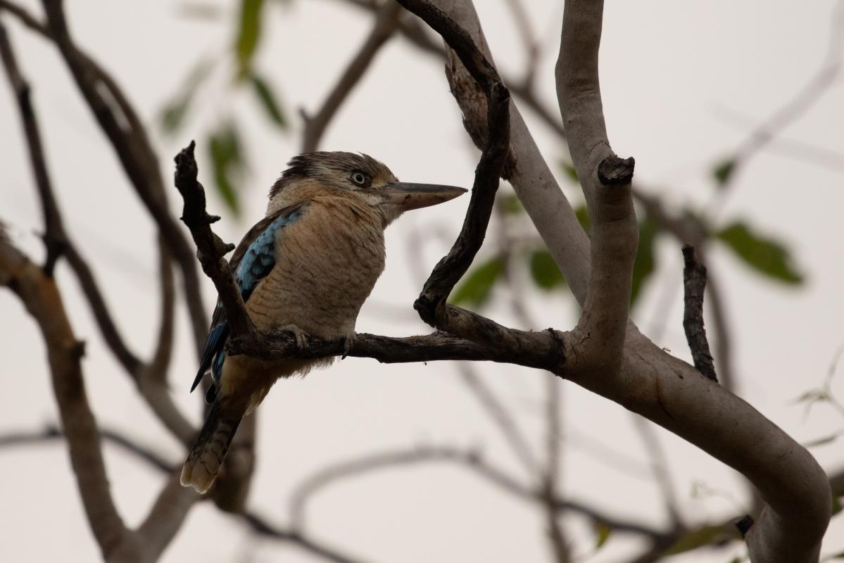 Blue-winged kookaburra (Dacelo leachii)