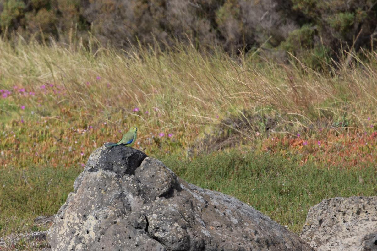 Blue-winged Parrot (Neophema chrysostoma)