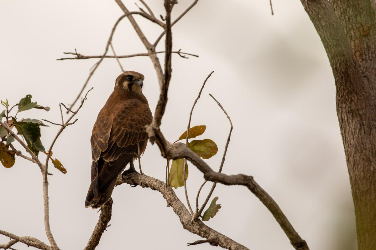 Brown Falcon (Falco berigora)