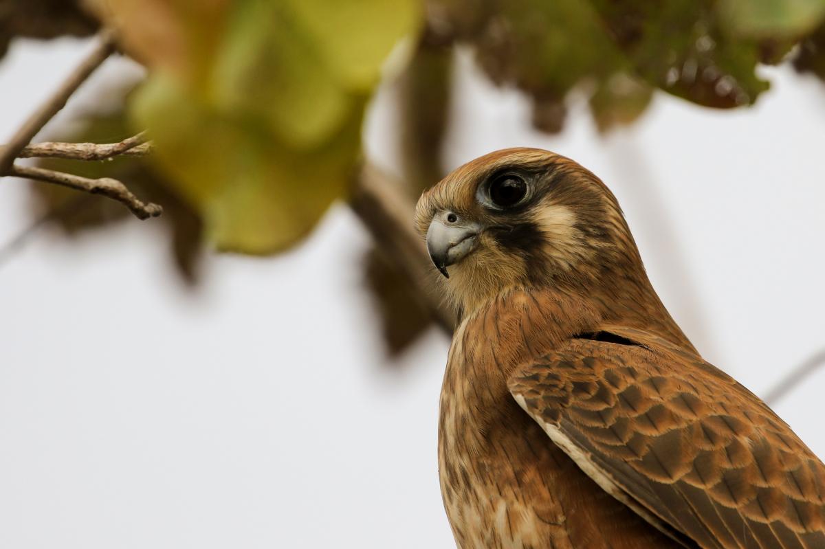 Brown Falcon (Falco berigora)