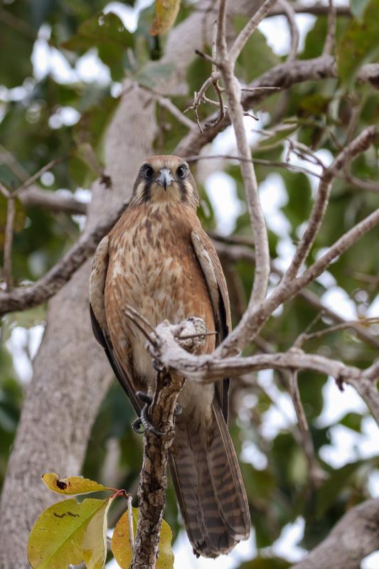 Brown Falcon (Falco berigora)