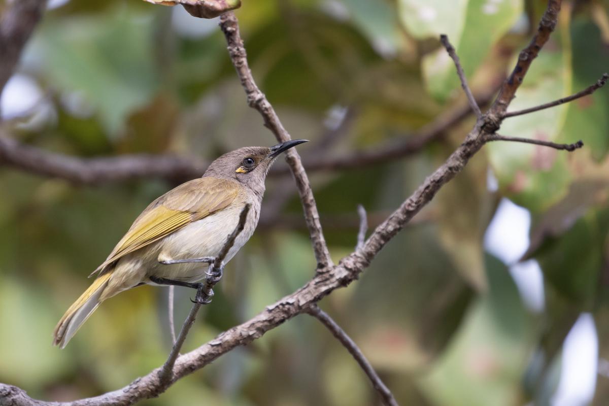 Brown honeyeater (Lichmera indistincta)