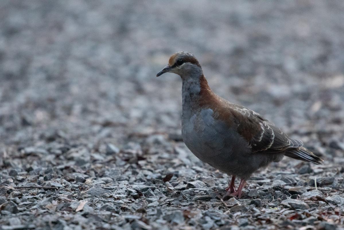 Brush bronzewing (Phaps elegans)