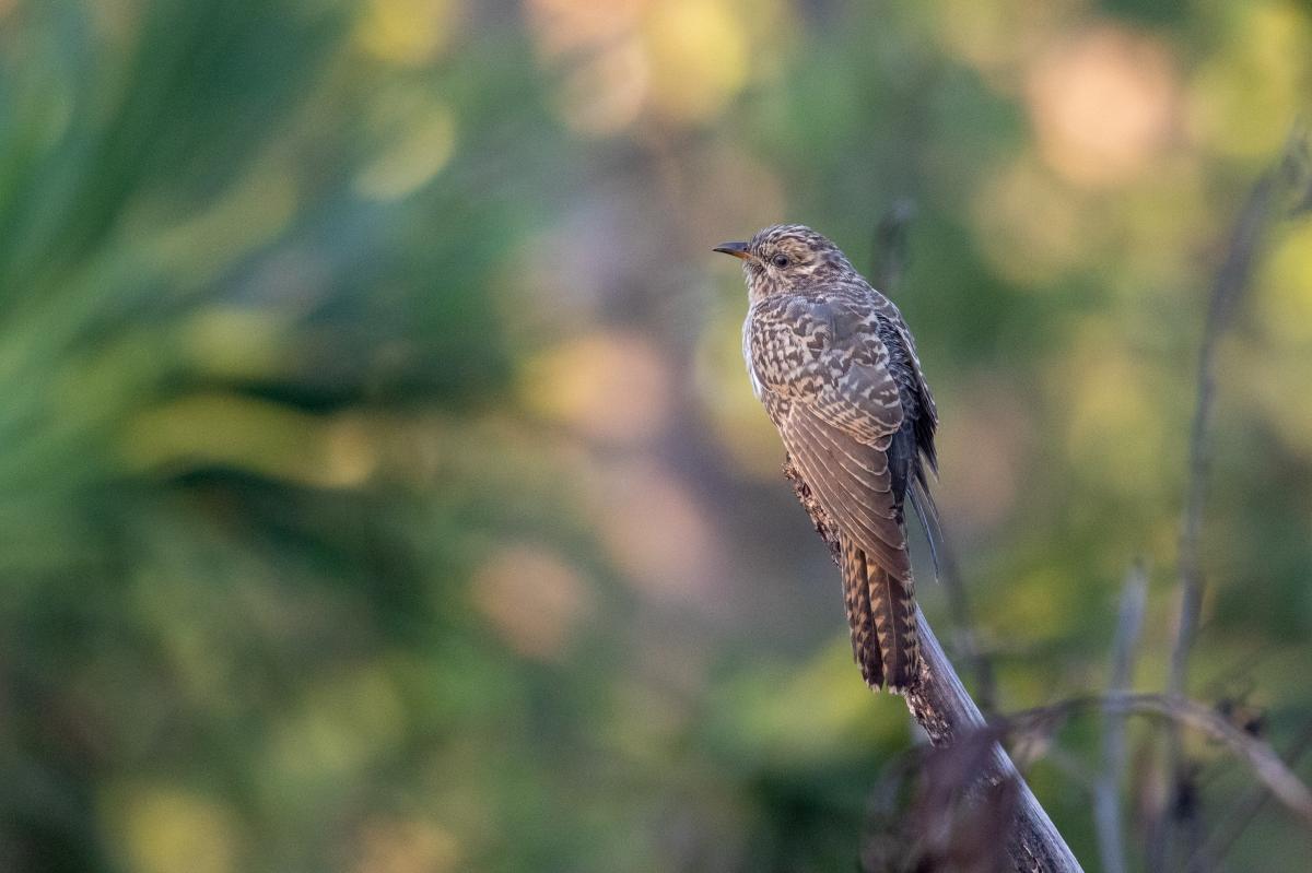 Brush cuckoo (Cacomantis variolosus)