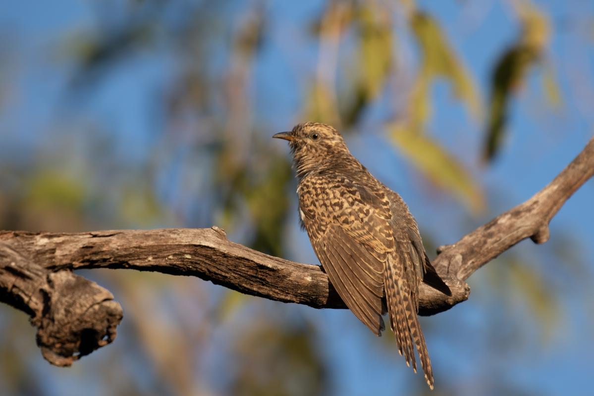 Brush cuckoo (Cacomantis variolosus)