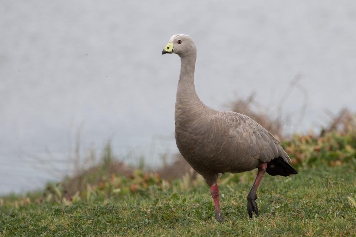 Cape Barren Goose (Cereopsis novaehollandiae)