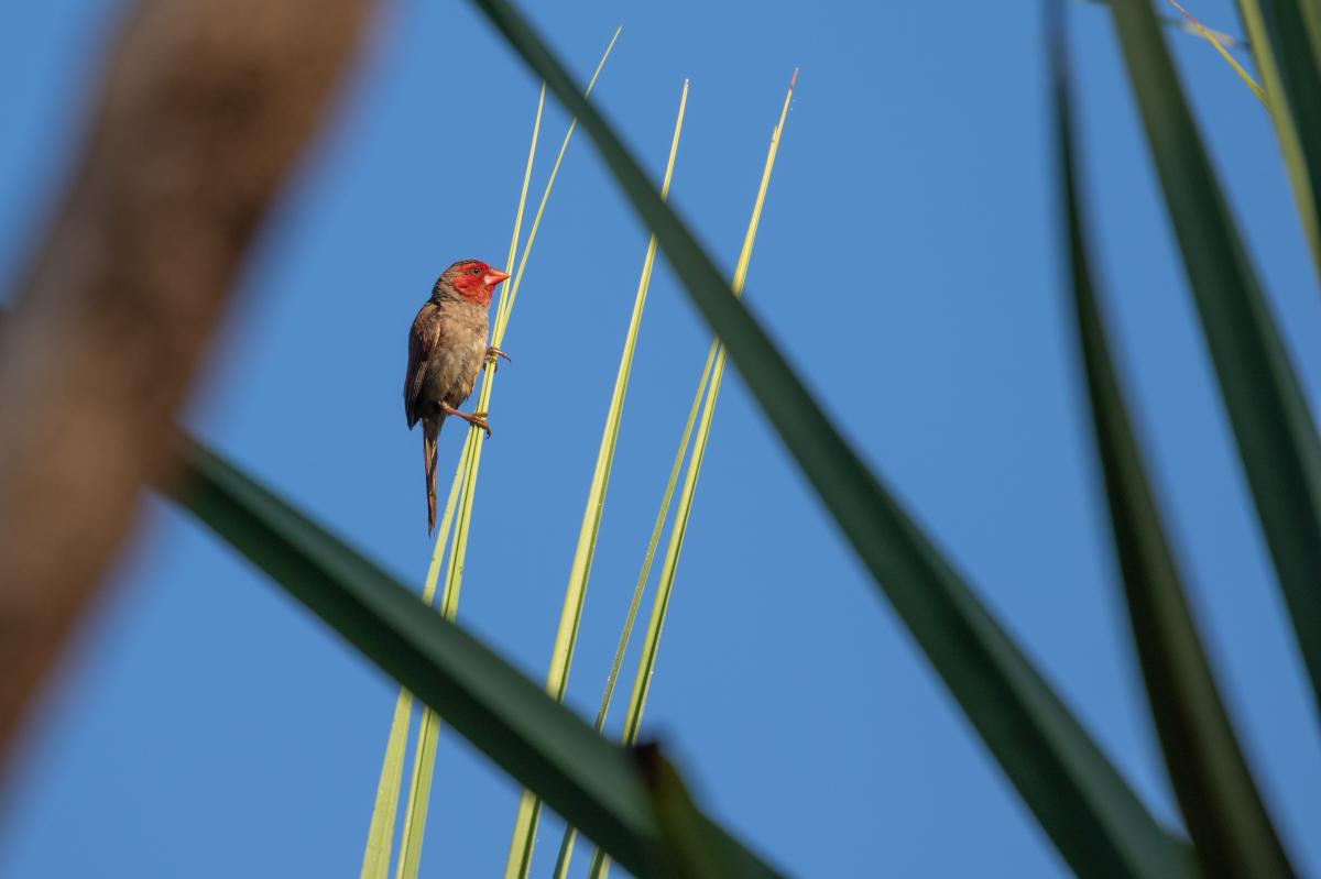 Crimson finch (Neochmia phaeton)