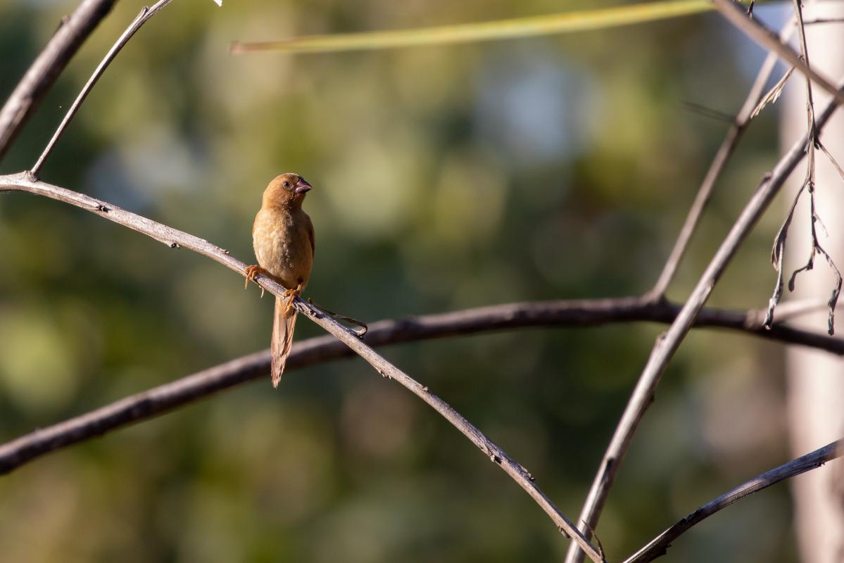 Crimson finch (Neochmia phaeton)