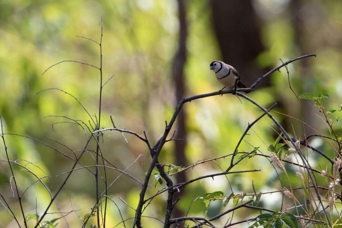 Double-barred finch (Taeniopygia bichenovii)