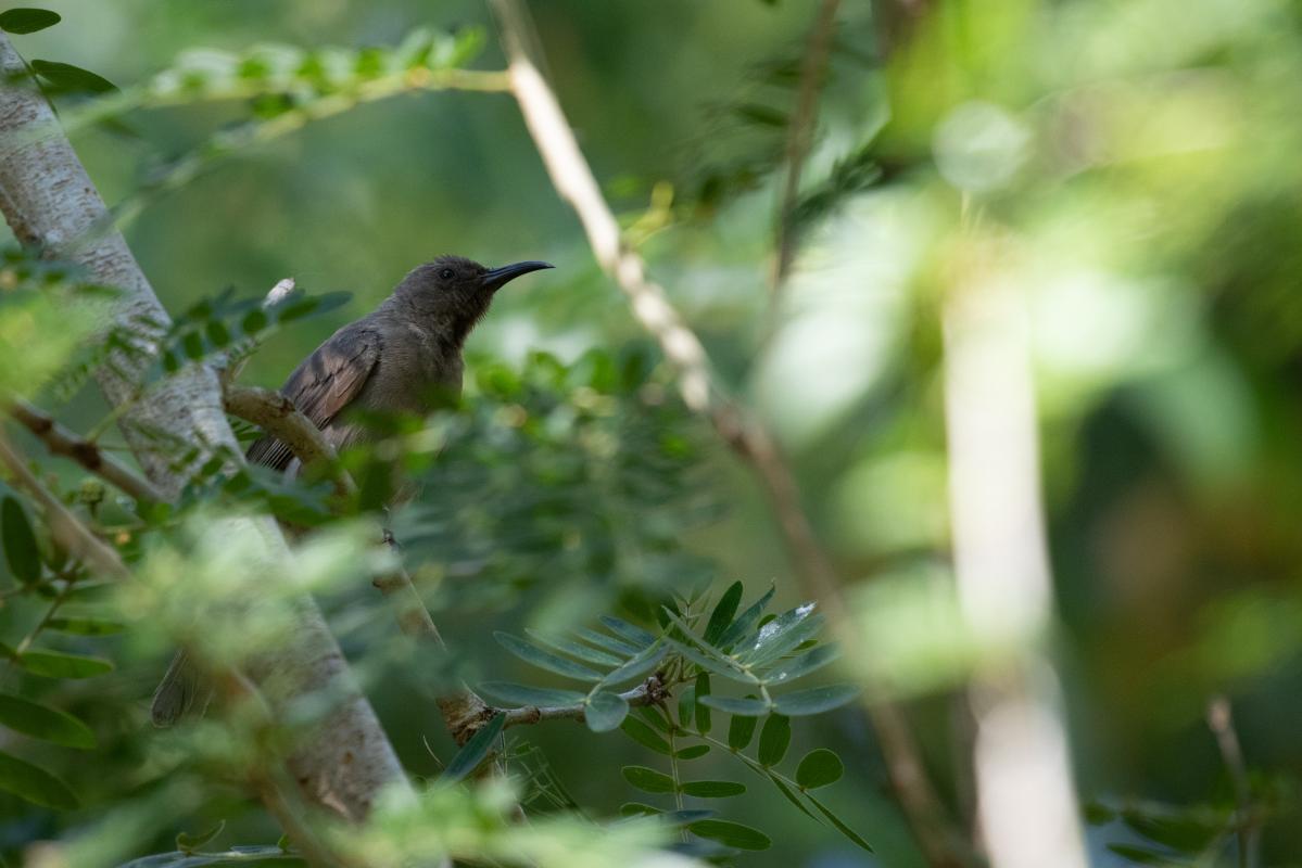 Dusky myzomela (Myzomela obscura)