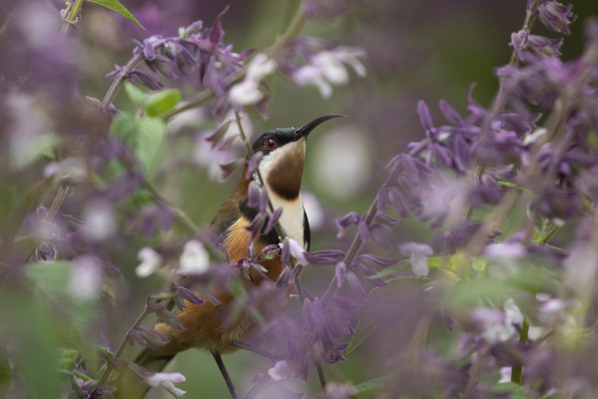 Eastern Spinebill (Acanthorhynchus tenuirostris)