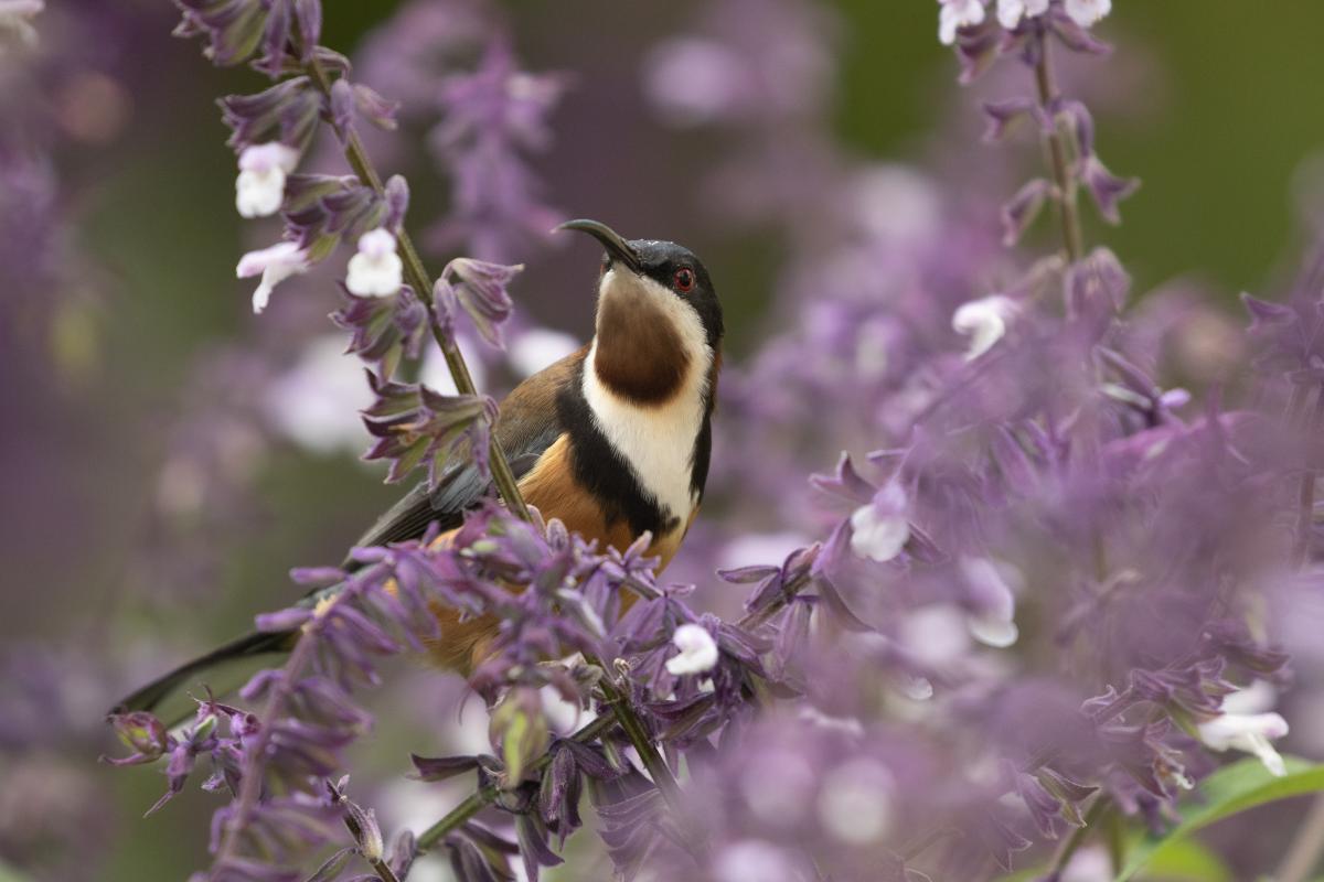 Eastern Spinebill (Acanthorhynchus tenuirostris)