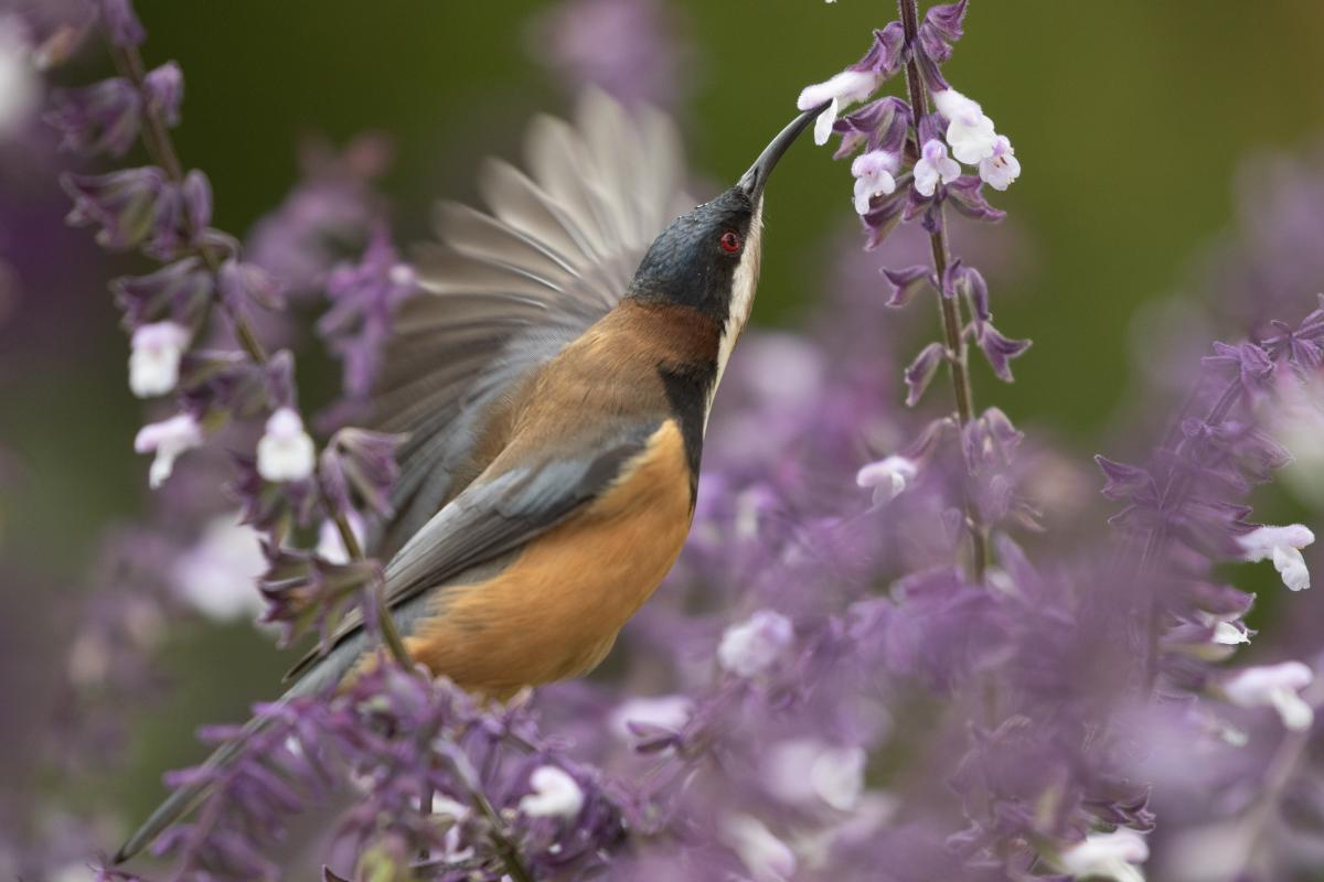 Eastern Spinebill (Acanthorhynchus tenuirostris)