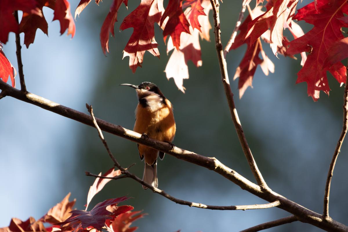 Eastern Spinebill (Acanthorhynchus tenuirostris)