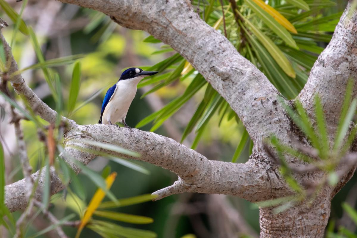 Forest kingfisher (Todiramphus macleayii)