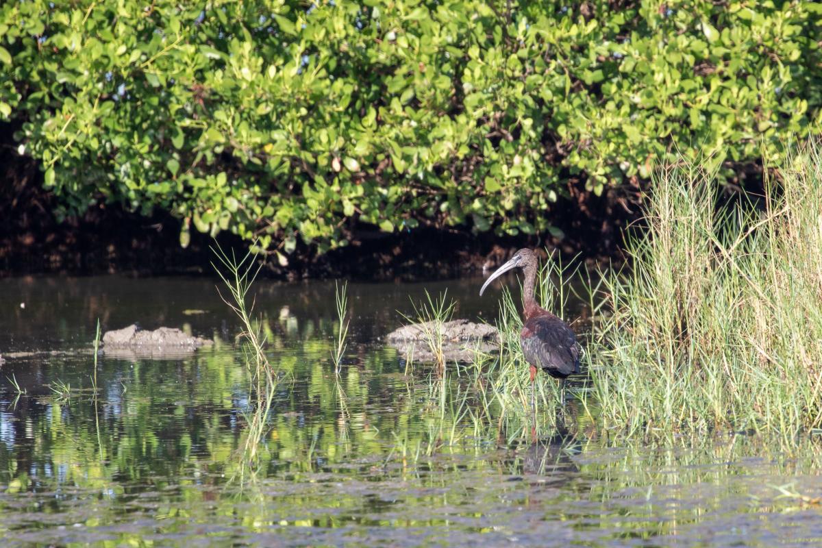 Glossy ibis (Plegadis falcinellus)