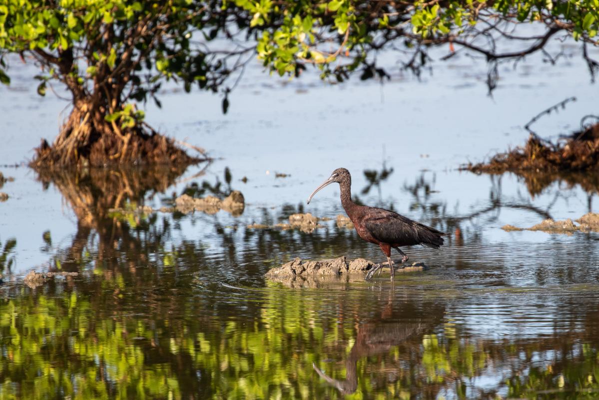 Glossy ibis (Plegadis falcinellus)