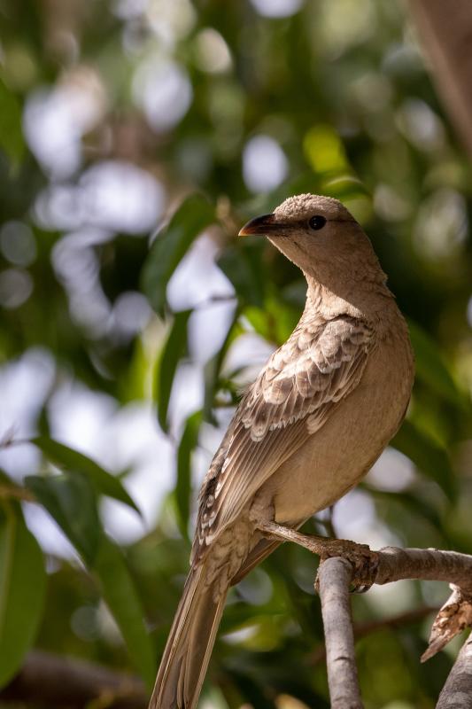 Great bowerbird (Chlamydera nuchalis)