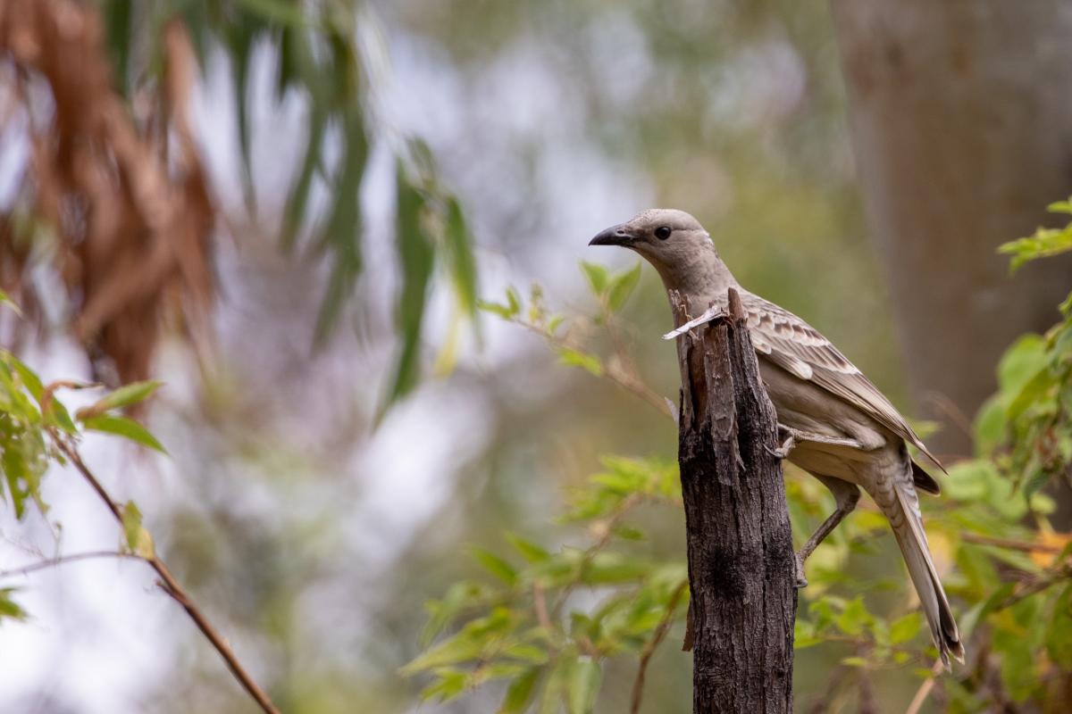 Great bowerbird (Chlamydera nuchalis)