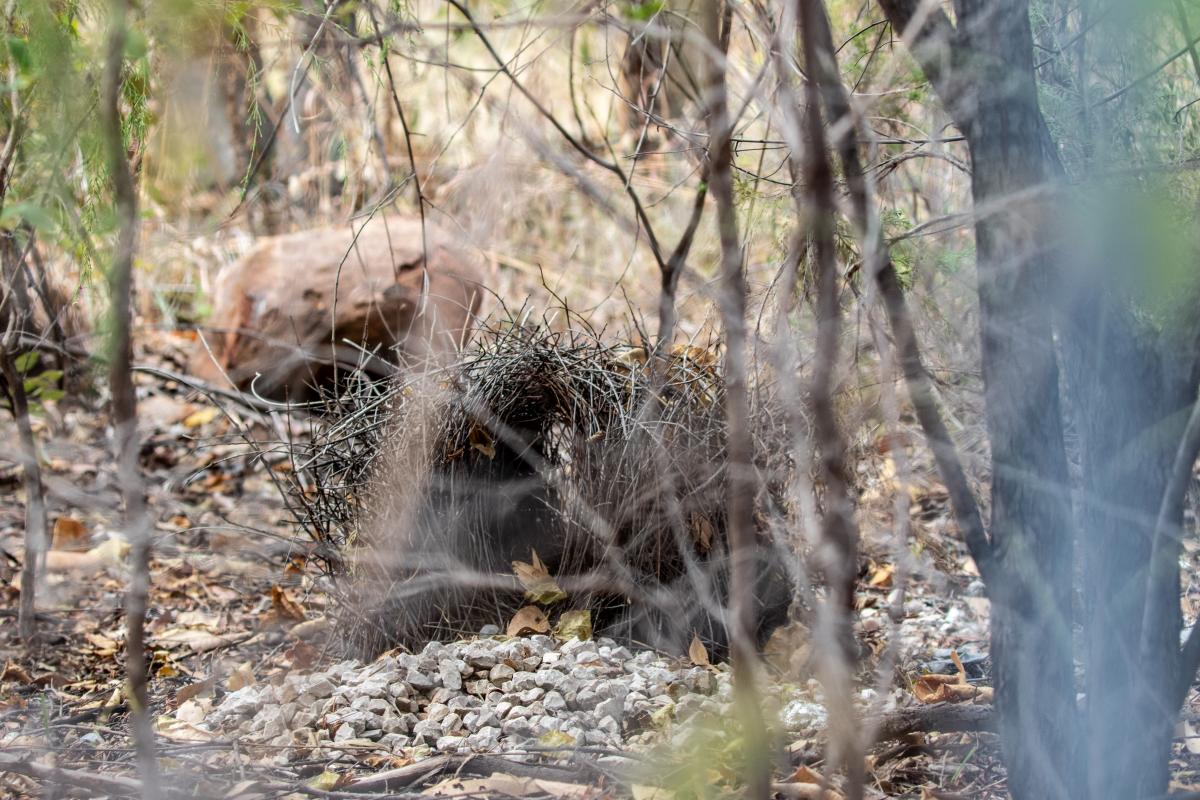 Great bowerbird (Chlamydera nuchalis)