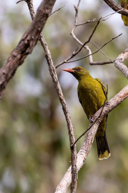 Green oriole (Oriolus flavocinctus)