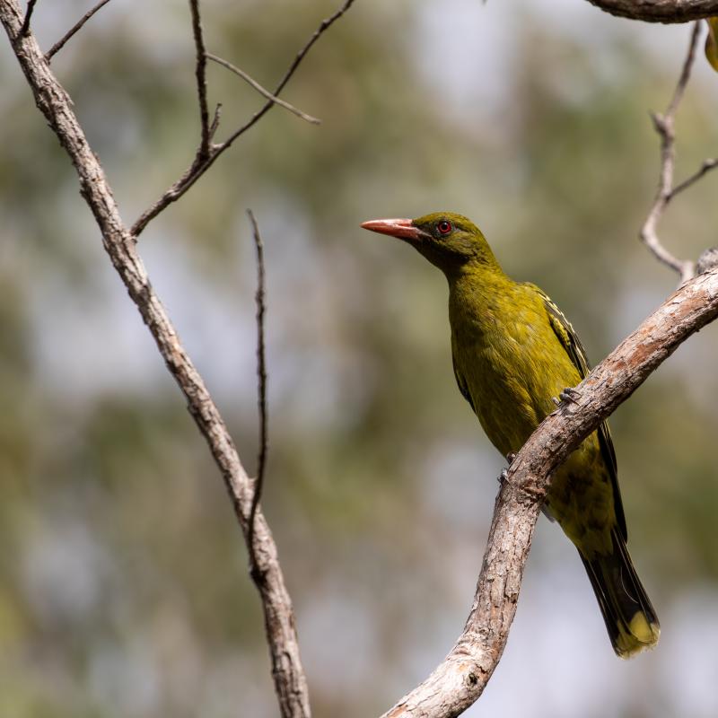 Green oriole (Oriolus flavocinctus)