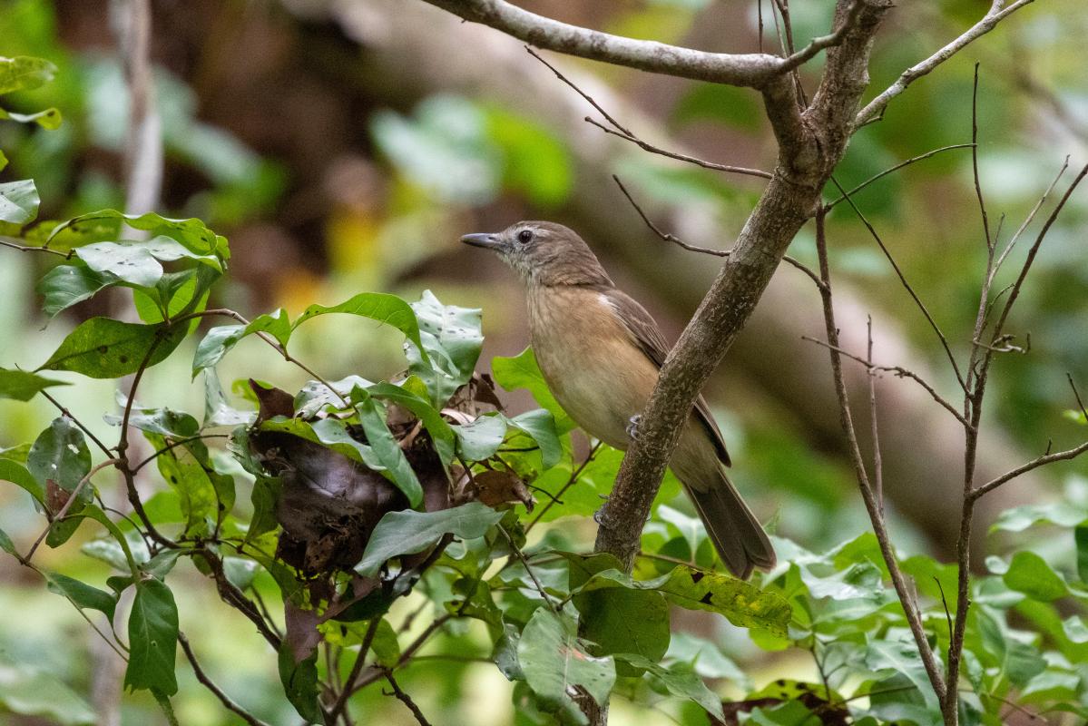 Grey Shrikethrush (Colluricincla harmonica)