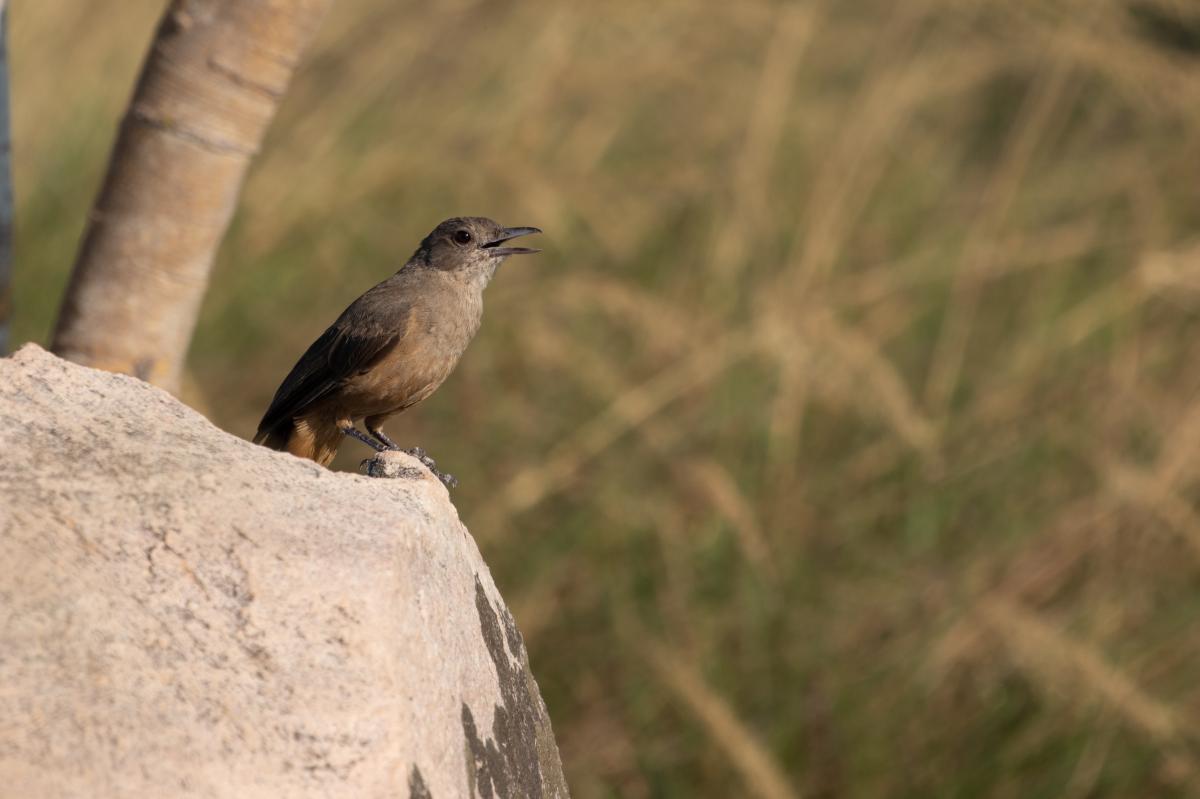 Grey Shrikethrush (Colluricincla harmonica)