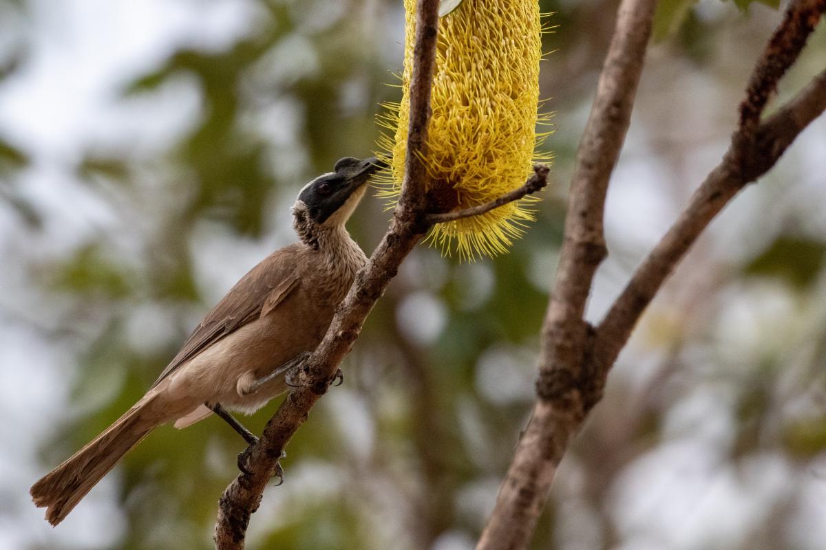 Helmeted Friarbird (Philemon buceroides)