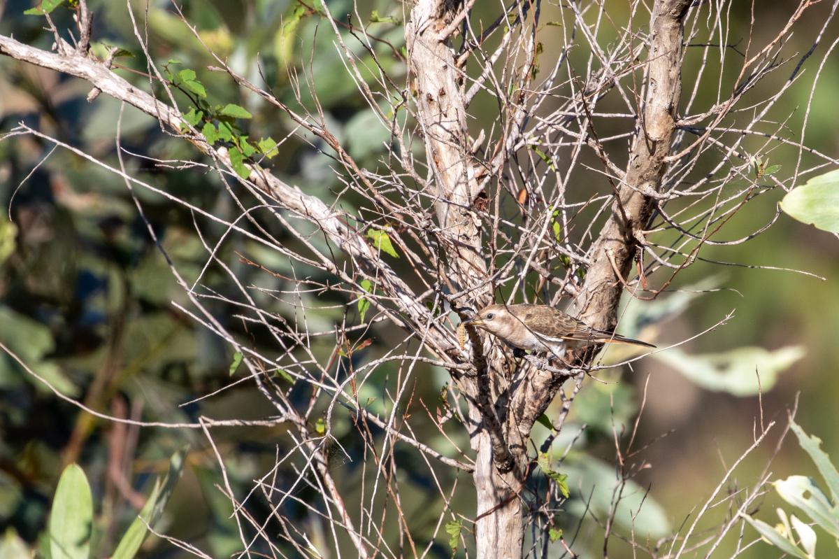 Horsfield's bronze cuckoo (Chrysococcyx basalis)