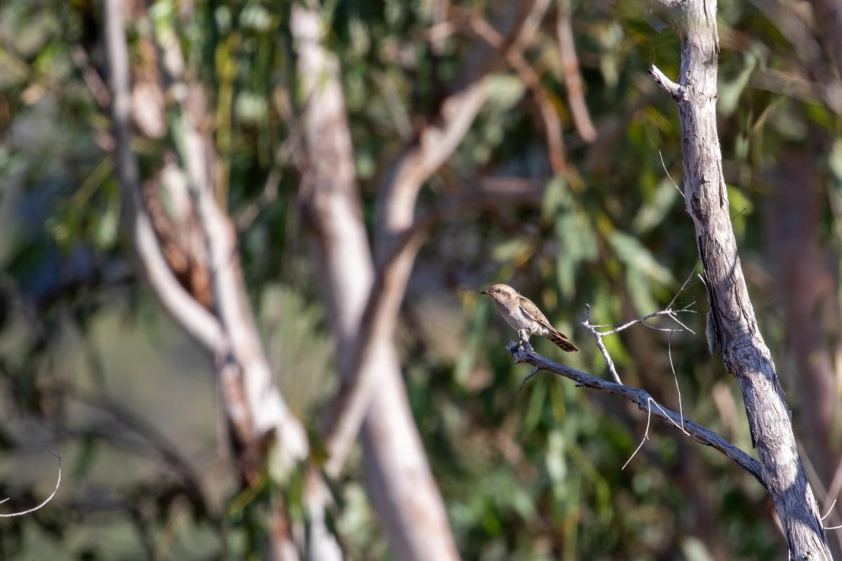 Horsfield's bronze cuckoo (Chrysococcyx basalis)