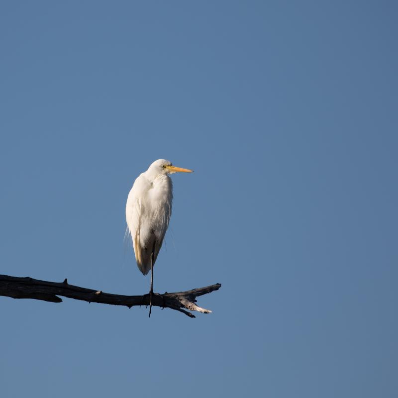 Intermediate egret (Ardea intermedia)