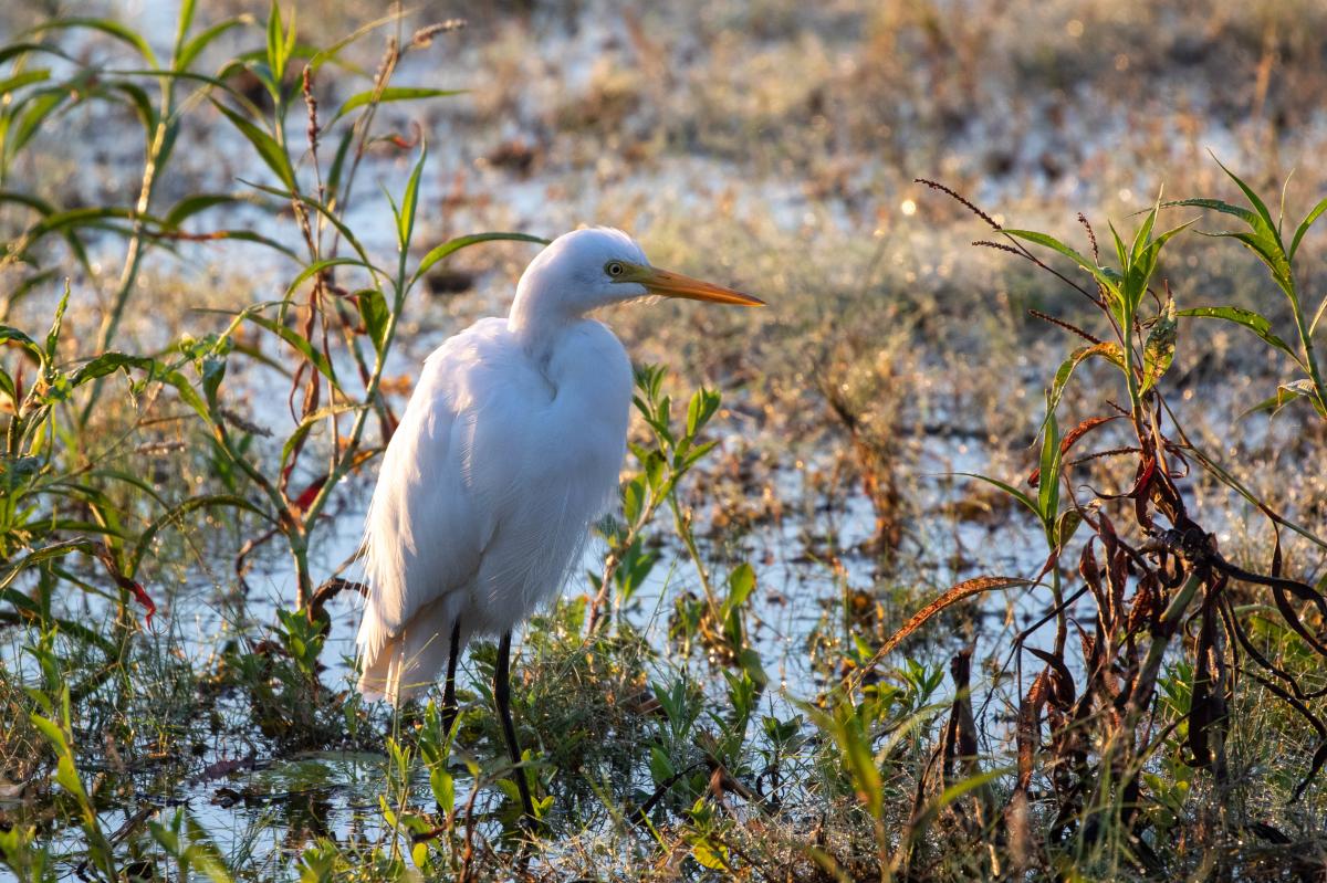 Intermediate egret (Ardea intermedia)