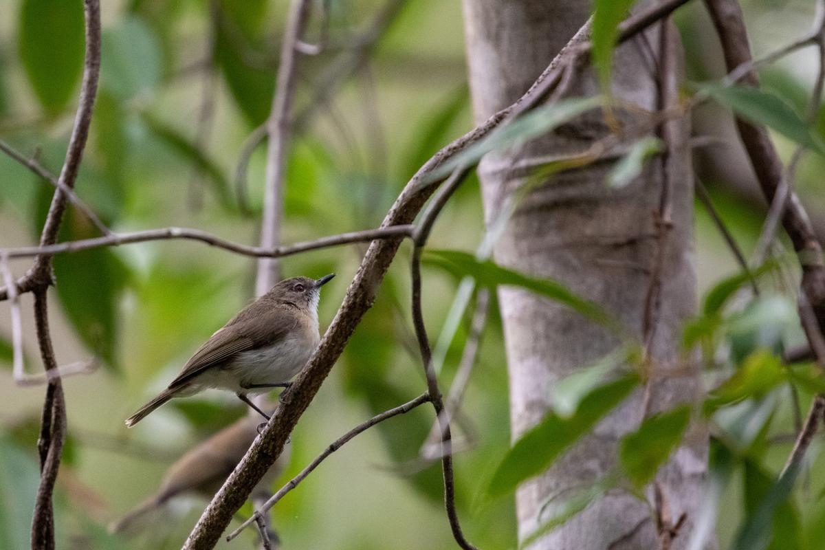 Large-billed gerygone (Gerygone magnirostris)