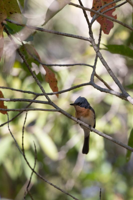 Leaden flycatcher (Myiagra rubecula)