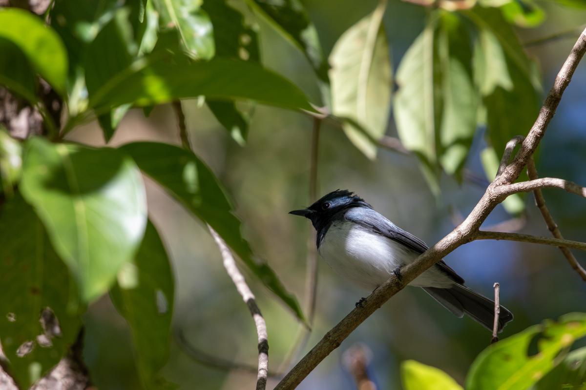 Leaden flycatcher (Myiagra rubecula)