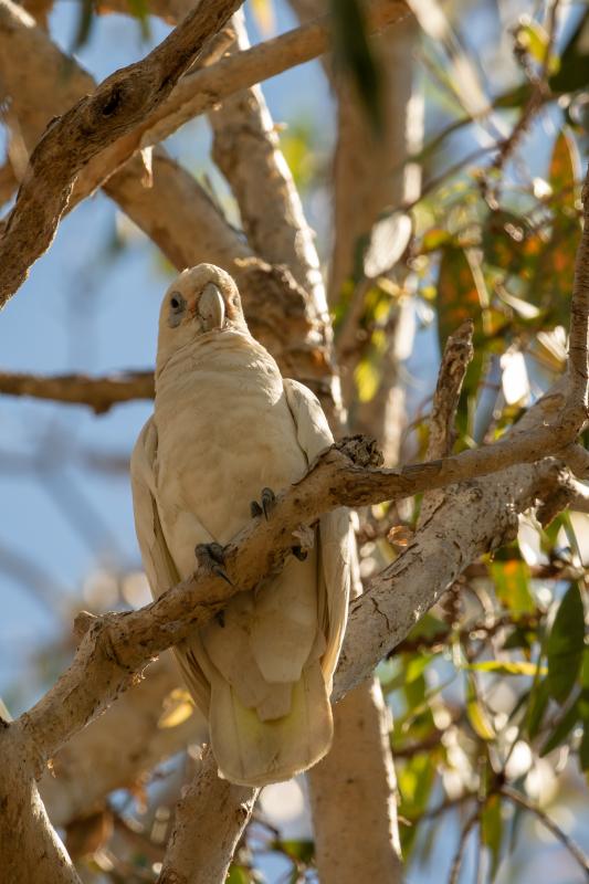 Little corella (Cacatua sanguinea)