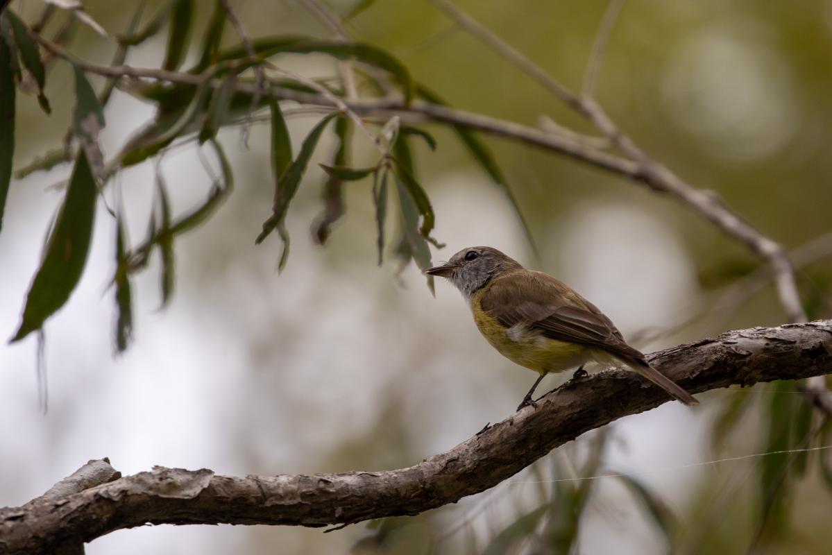 Mangrove golden whistler (Pachycephala melanura)