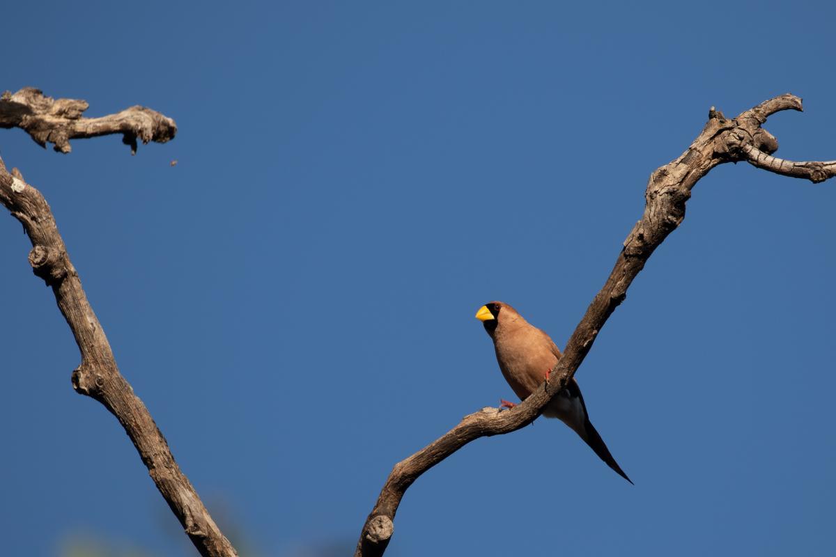 Masked finch (Poephila personata)