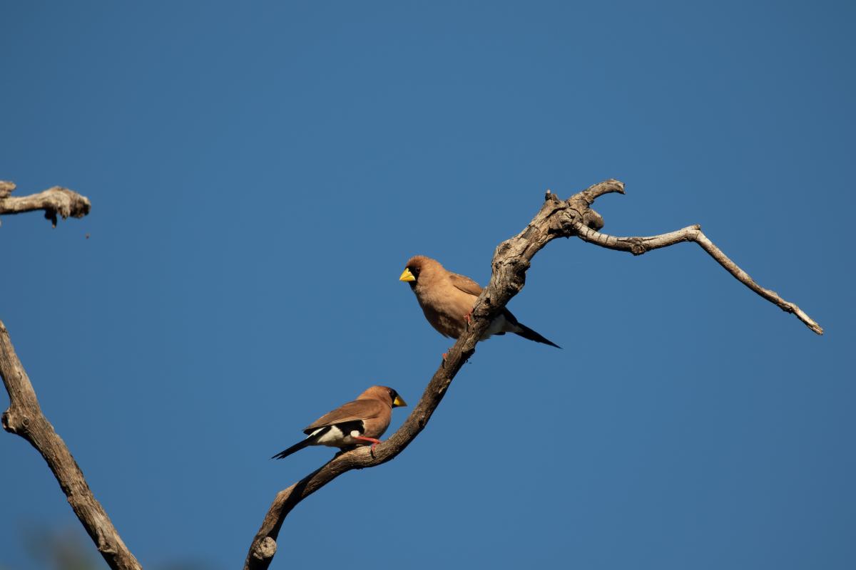 Masked finch (Poephila personata)