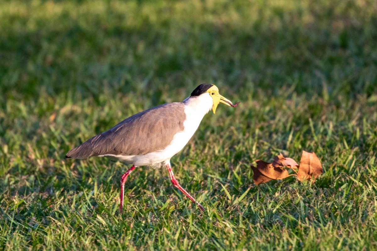 Masked Lapwing(Vanellus miles)